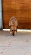 MUSHU Imagen 6